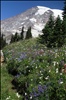 Field of flowers on the Panorama Point trail